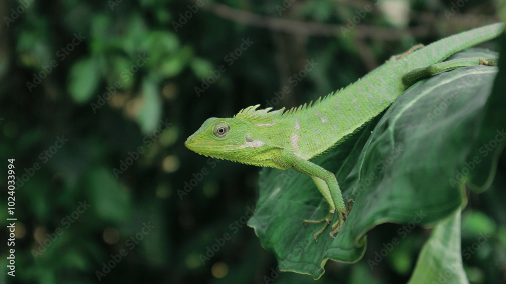 Fototapeta premium Green Lizard on a taro leaves
