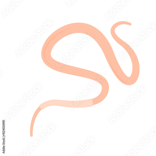 Roundworm vector illustration photo