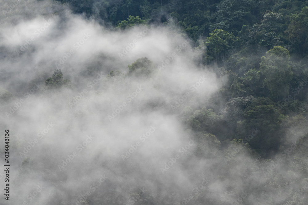 Foggy Jungle Foggy Jungle