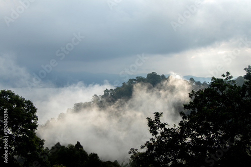 Clouds Rising Above the Trees