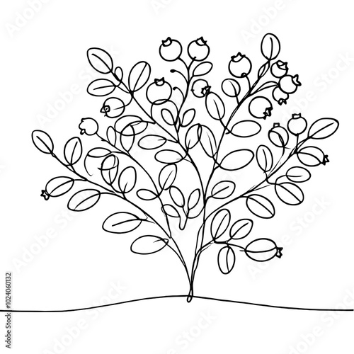 Branch blueberry with leaves outline drawing on white background