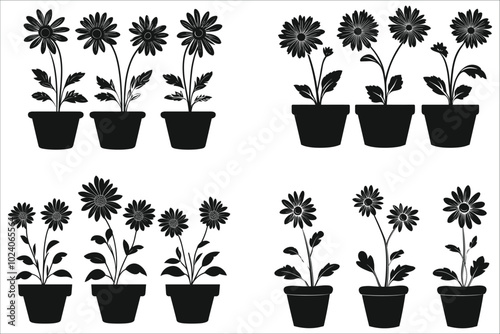 Set of decorative daisy flower silhouettes in pots vector. Decorative daisy flower pot vector designs. Vector silhouettes of daisy flower in pots. Stylish daisy flower pots vector illustration