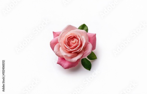 Single pink rose with green leaves against a white background.