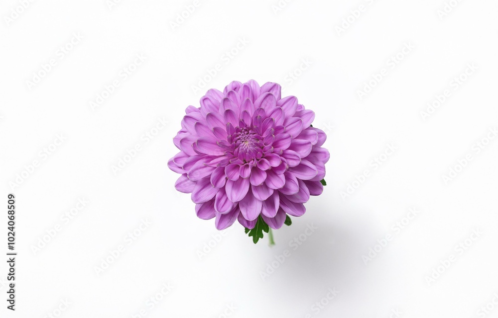 Single, pink dahlia flower with green stem and leaves against a white background. Single, pink dahlia flower with green stem and leaves against a white background.
