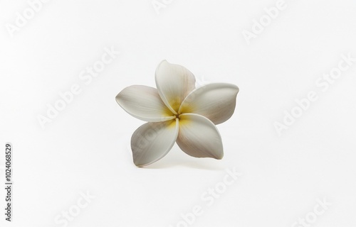 A single, delicate white flower with a yellow center rests on a plain white background.