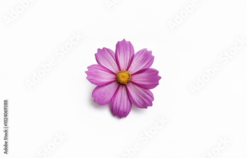 A single pink flower with a yellow center is isolated on a white background.