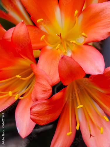 3 flores de color naranja
