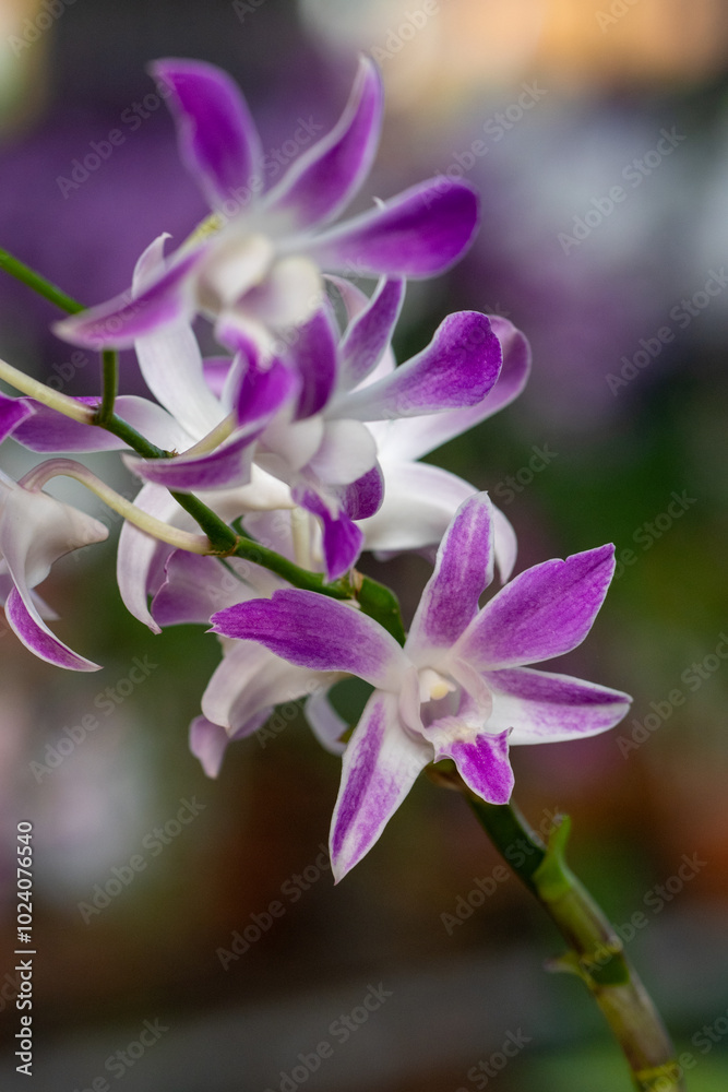 beautiful orchids for a picture beauty, orchid beautiful orchids for a picture beauty, orchid