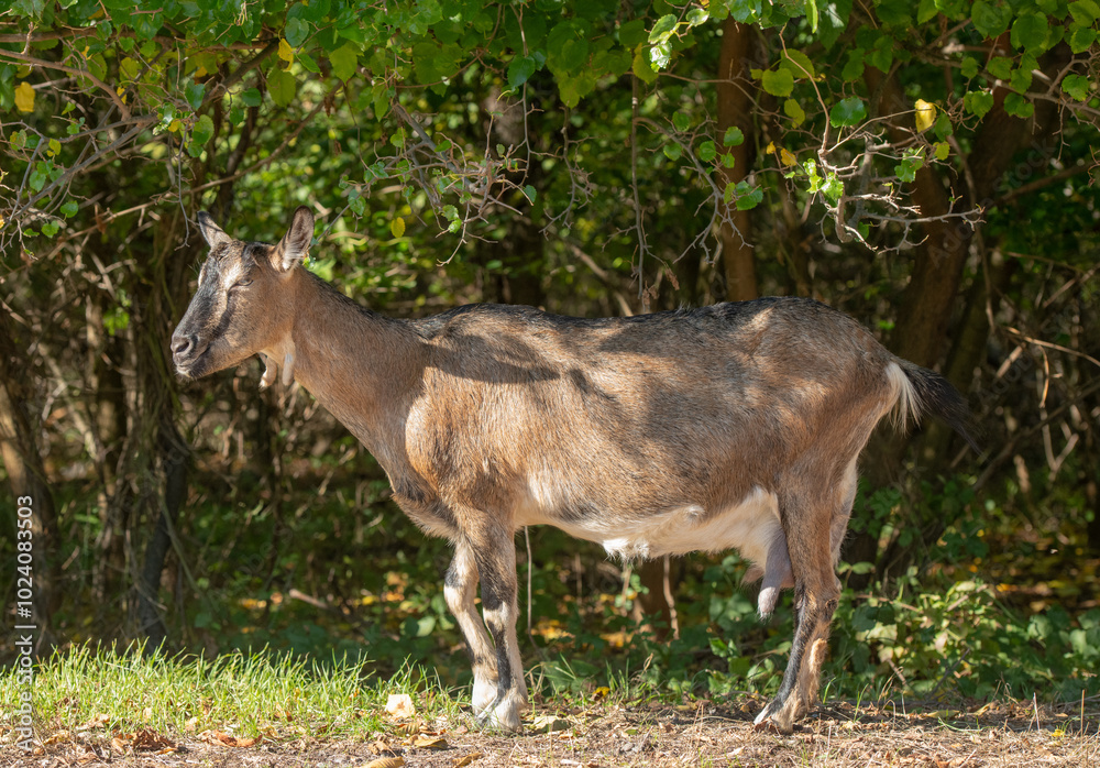 beautiful portraits of goats.beautiful goats brown and white with fur texture in nature
