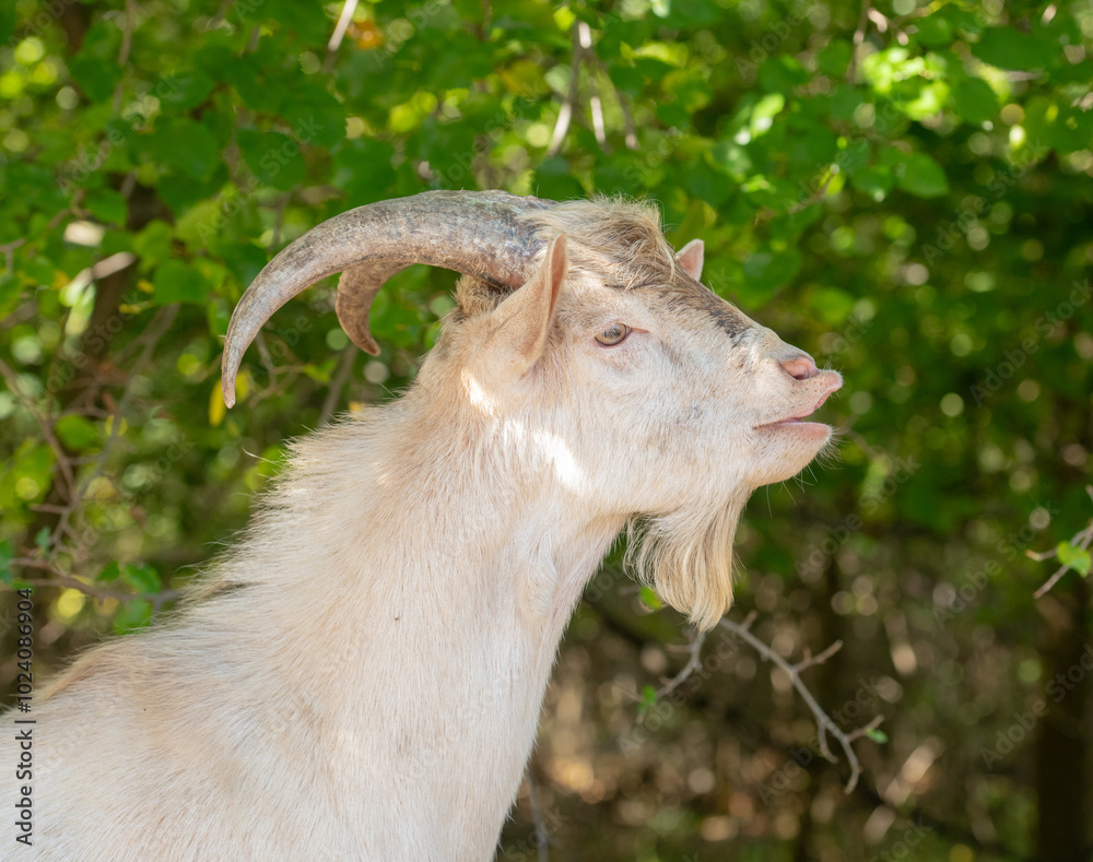 Fototapeta premium beautiful portraits of goats.beautiful goats brown and white with fur texture in nature