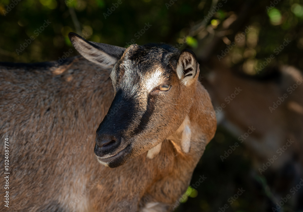 beautiful portraits of goats.beautiful goats brown and white with fur texture in nature