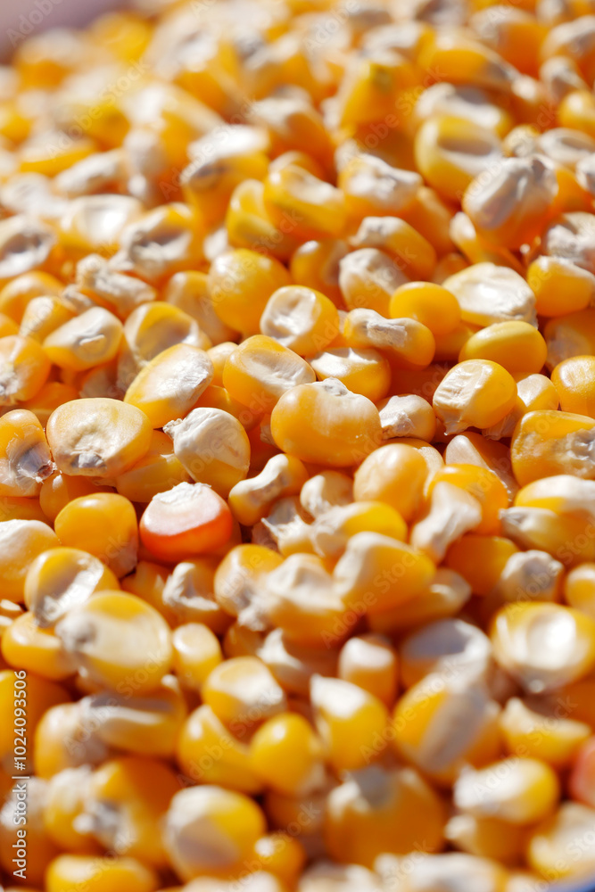 Closeup image of vibrant Golden Corn Kernels, ideal for culinary and agricultural use Closeup image of vibrant Golden Corn Kernels, ideal for culinary and agricultural use