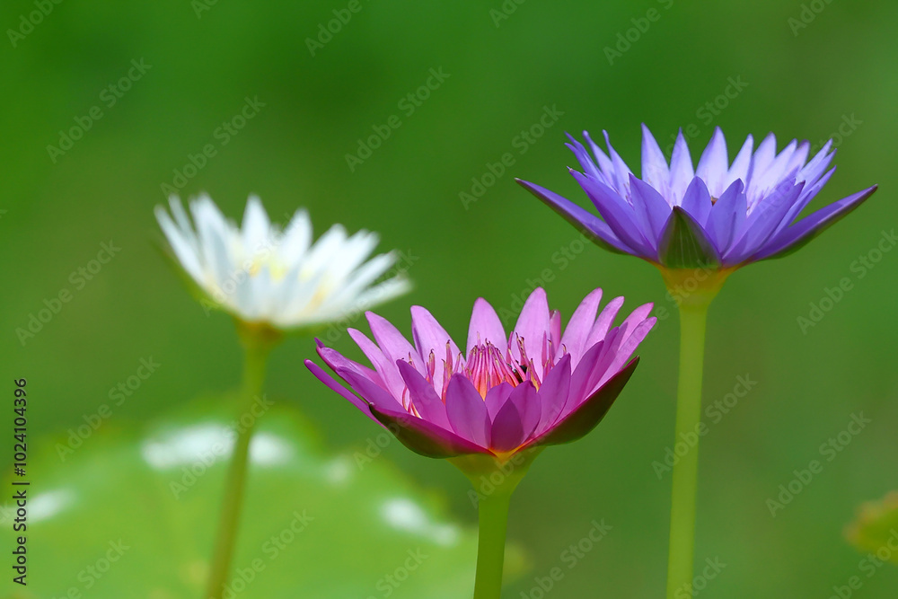 Three beautiful lotus flowers of three colors are blooming in the pond. Three beautiful lotus flowers of three colors are blooming in the pond.