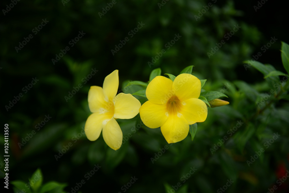 Yellow trumpet flowers used for decoration. Beautiful flower background
Yellow trumpet flowers used for decoration. Beautiful flower background