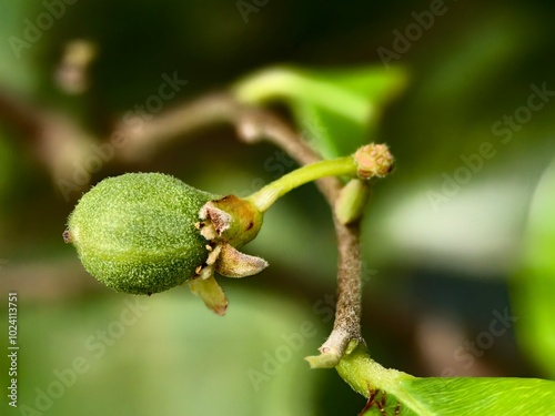 fruit and flowers from the gaharu tree (aquilaria malaccensis) cultivated by farmers photo