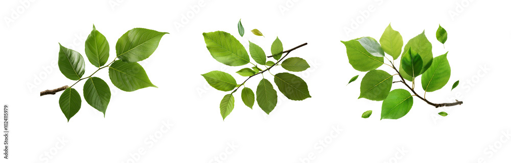 Fototapeta premium Three isolated green leaves and twigs on a white background.