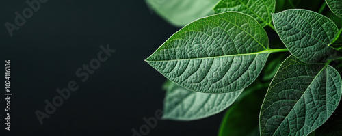 Macro shot of soybean leaves showcasing intricate veins and textures, highlighting their vibrant green color and natural beauty