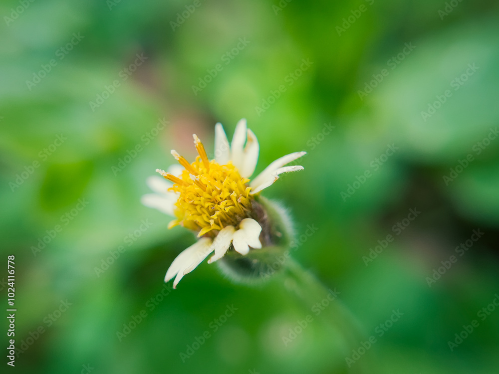 Obraz premium Beautiful Tridax Procumbens Flowers in the Garden