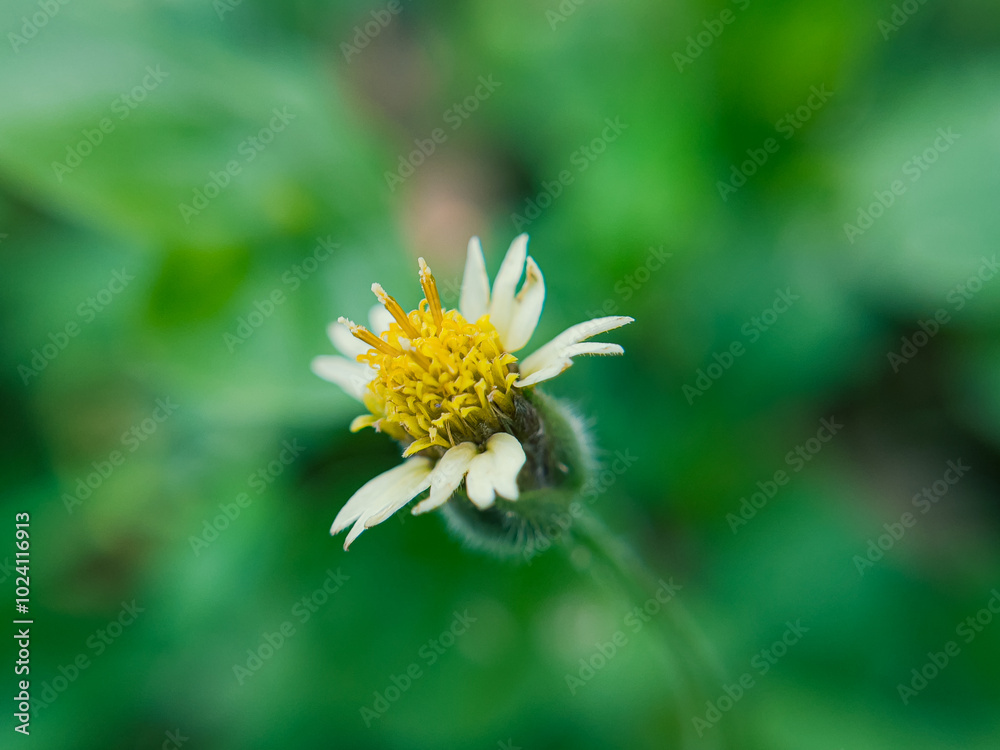 Beautiful Tridax Procumbens Flowers in the Garden Beautiful Tridax Procumbens Flowers in the Garden