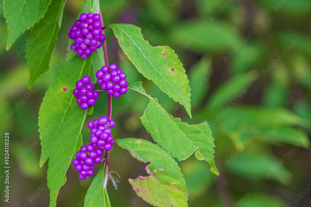 The purple fruits of the purple beautyberry. Callicarpa dichotoma, early amethyst, beautyberry The purple fruits of the purple beautyberry. Callicarpa dichotoma, early amethyst, beautyberry