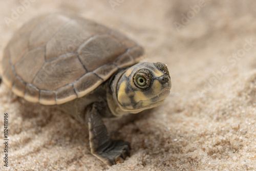 Taricayas or Amazon river turtles, are aquatic turtles that live in the rivers of the Amazon, photos of small taricayas born on beaches photo