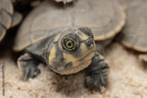 Taricayas or Amazon river turtles, are aquatic turtles that live in the rivers of the Amazon, photos of small taricayas born on beaches photo