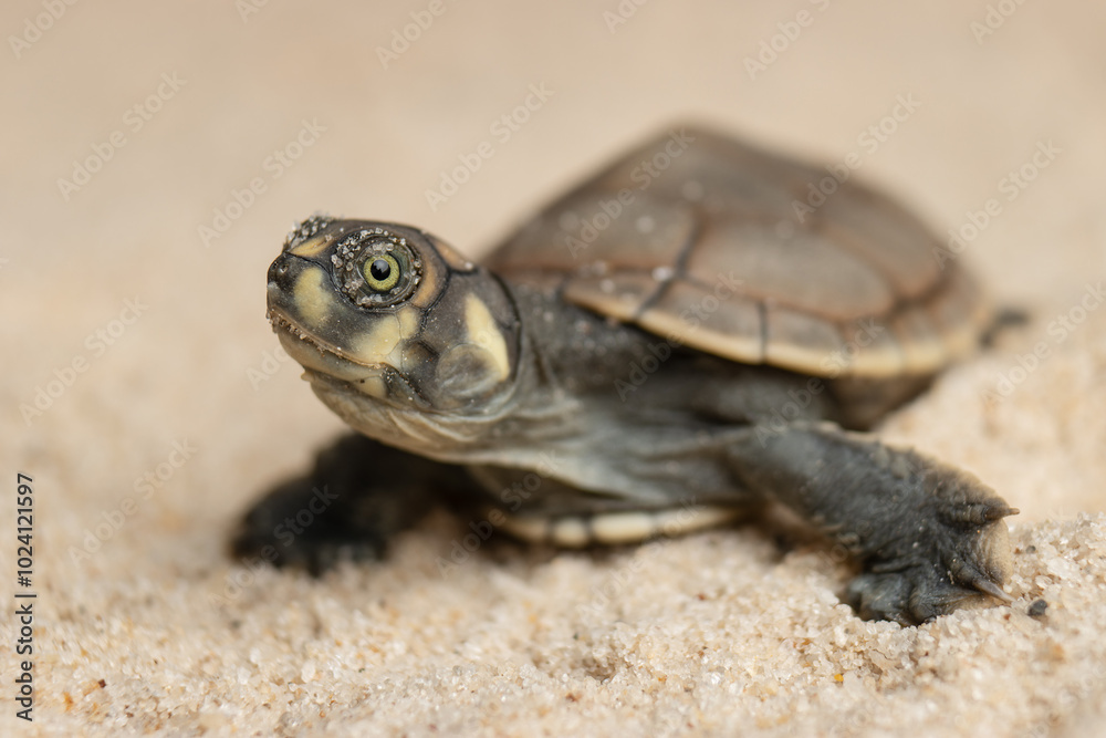 Taricayas or Amazon river turtles, are aquatic turtles that live in the rivers of the Amazon, photos of small taricayas born on beaches Taricayas or Amazon river turtles, are aquatic turtles that live in the rivers of the Amazon, photos of small taricayas born on beaches