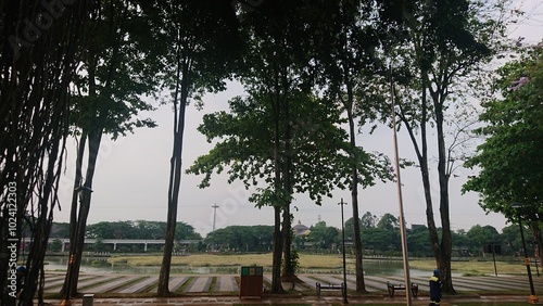 Tall Banyan Or Beringin Trees by the Artificial Lake in a Park 
 photo