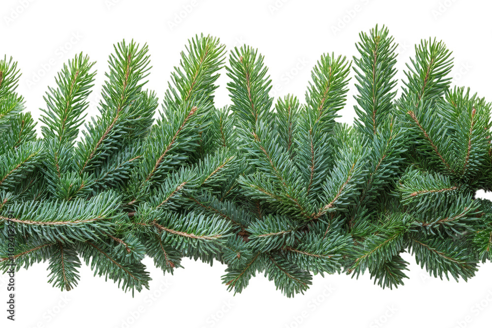 Close-up of Pine Needles: A Festive Winter Texture Close-up of Pine Needles: A Festive Winter Texture