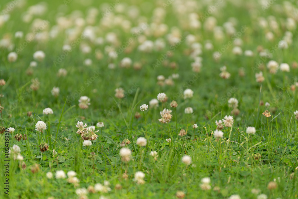 Fototapeta premium grass and flowers