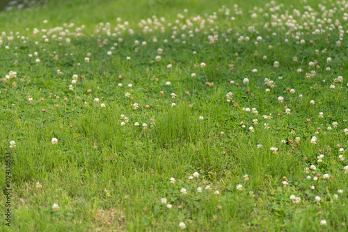 grass and flowers photo