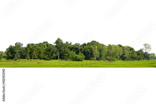 Fototapeta Naklejka Na Ścianę i Meble -  View of a High definition Treelined isolated on a white background.