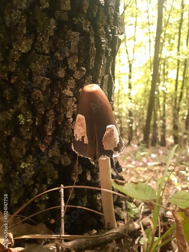 Coprinopsis picacea, funghetto nel bosco  photo