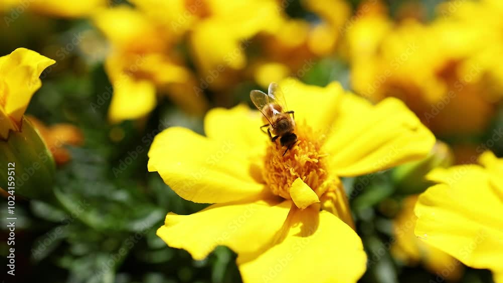 Bee Pollinating Marigold in Piedmont Bee Pollinating Marigold in Piedmont