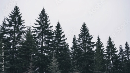 Coniferous trees landscape, dark green pine trees, white sky, nature background.