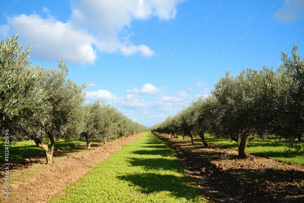 Olive Field. Cultivated Olive Trees in a Mediterranean Garden Ready for Harvest Olive Field. Cultivated Olive Trees in a Mediterranean Garden Ready for Harvest