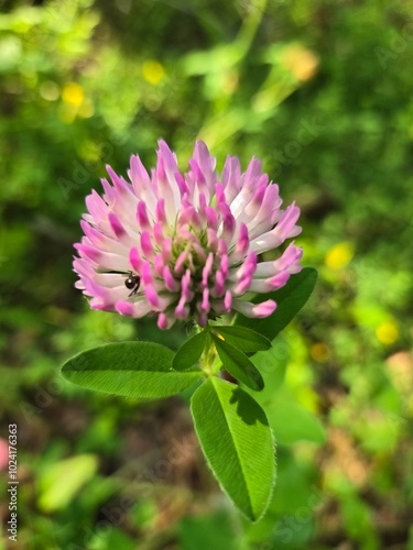 pink and white flower