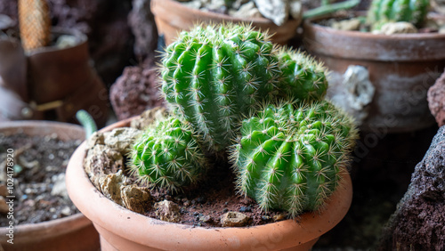 Cactus familia photo