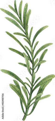 green rosemary leaves, hand-drawn watercolor illustration