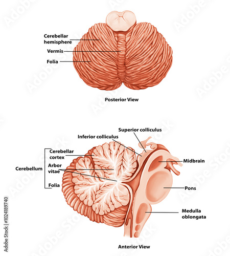 Cerebellum  Medical Illustration Human Brain anatomy