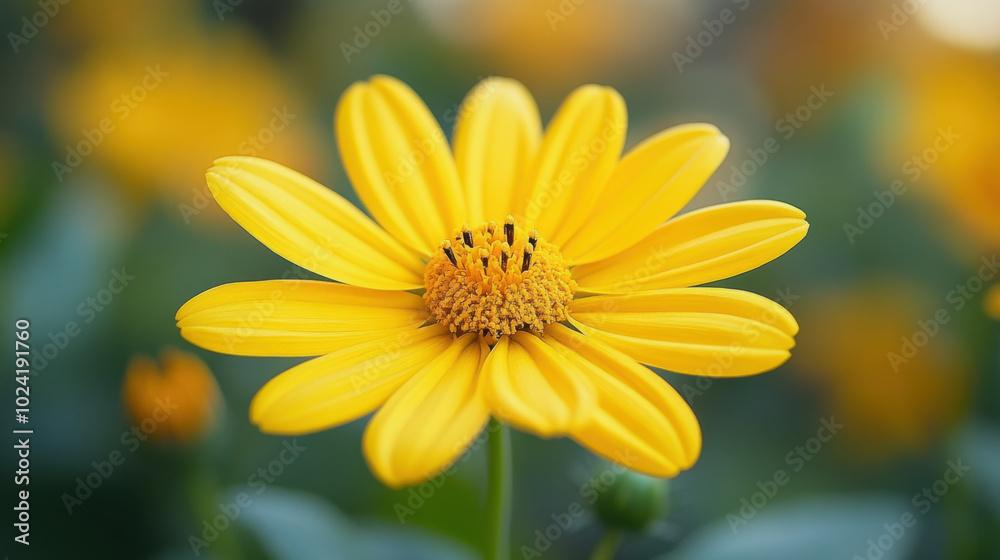 Naklejka premium Close up yellow cosmos flower in garden