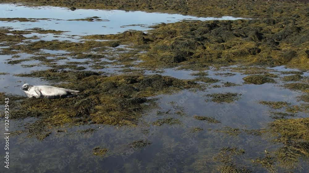 A Common Seal (Harbor Seal) basking peacefully on the rocky shores of Iceland. Filmed with a Drone. Different shots available in my portfolio. A Common Seal (Harbor Seal) basking peacefully on the rocky shores of Iceland. Filmed with a Drone. Different shots available in my portfolio.