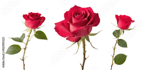 Fototapeta Naklejka Na Ścianę i Meble -  set of red rose isolated on transparent background
