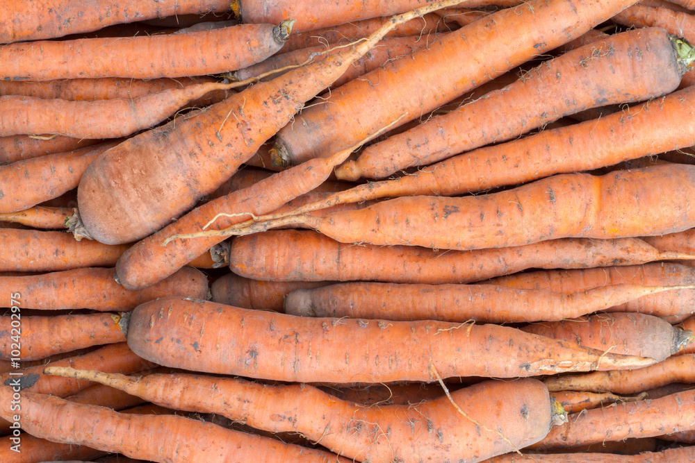 Lots of natural carrots from the field. Dirty carrots after harvest. Lots of natural carrots from the field. Dirty carrots after harvest.