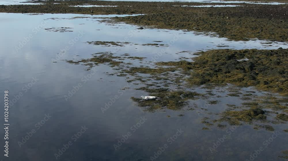 A Common Seal (Harbor Seal) basking peacefully on the rocky shores of Iceland. Filmed with a Drone. Different shots available in my portfolio. A Common Seal (Harbor Seal) basking peacefully on the rocky shores of Iceland. Filmed with a Drone. Different shots available in my portfolio.