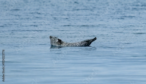 Slika na platnu Gray seals  at Mull of Kintyre, Scotland