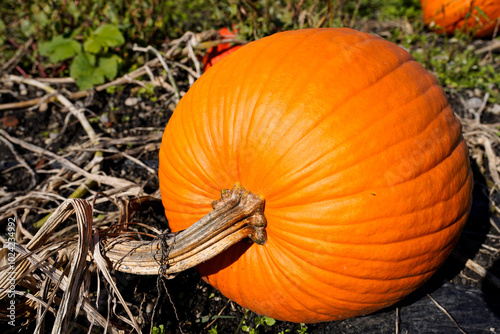 Kürbisse und Kürbisblüten auf dem Feld kurz vor der Ernte - Pumpkins and squash blossoms in the field just before harvest photo