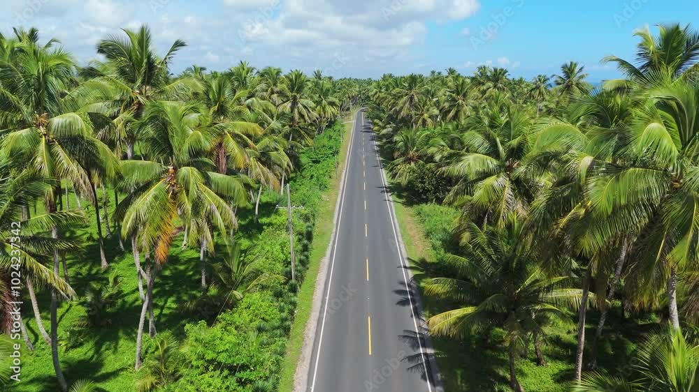 Aerial view of a quiet road in middle of palm trees, in sunny Dominican republic Aerial view of a quiet road in middle of palm trees, in sunny Dominican republic