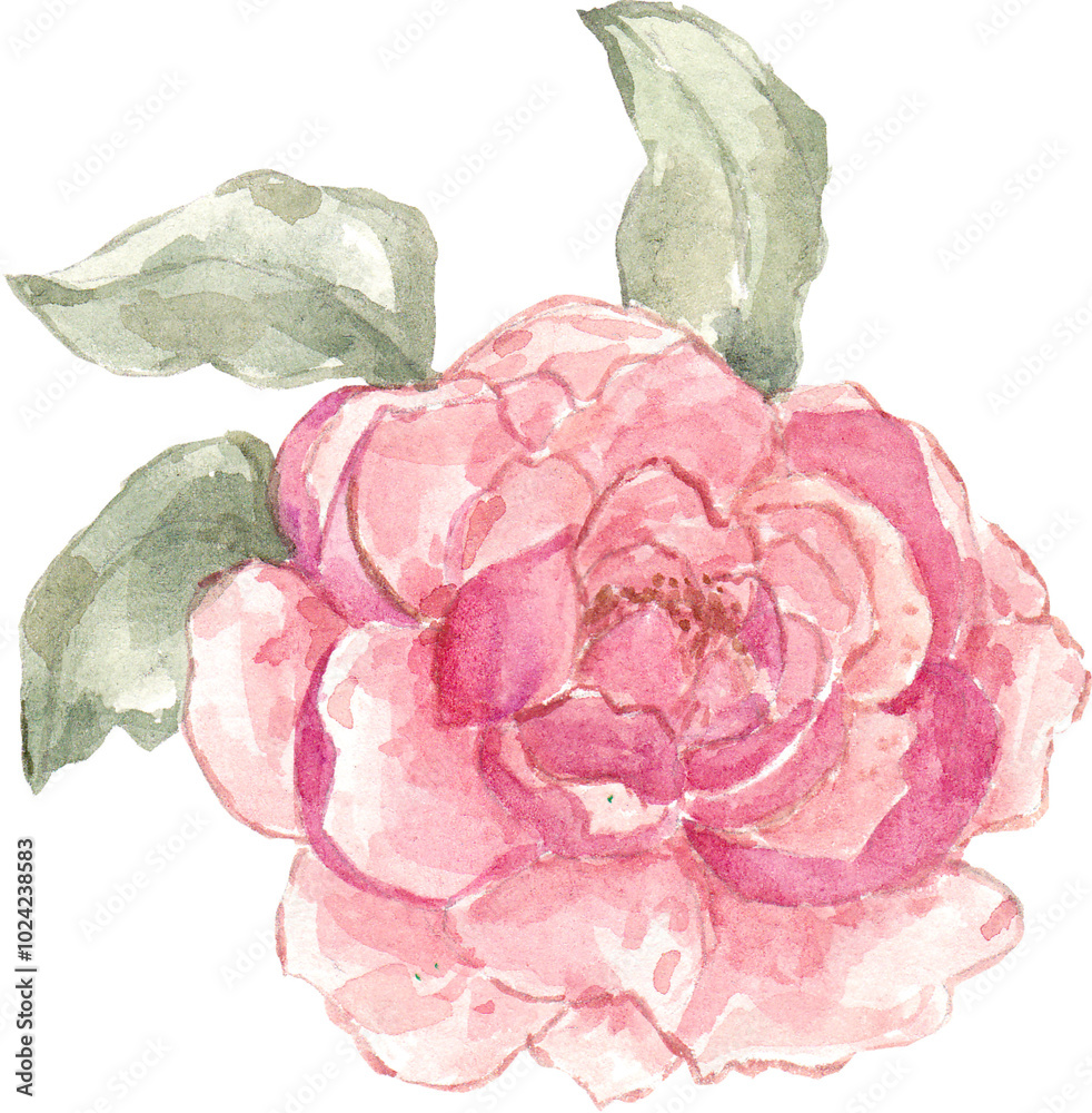 Fototapeta premium peonies 