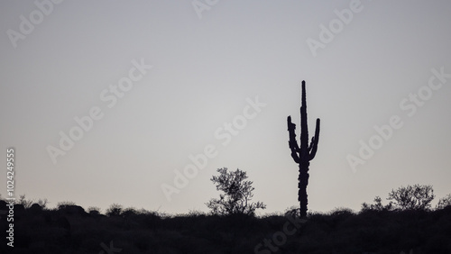 Saguaro cactus right after sunset in the Pobrecito area of the Salt River recreational area in Mesa Arizona United States photo